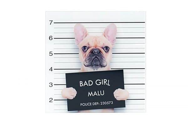 Obraz Bad Girl Franz. Bulldogge sklo 40 x 40 cm