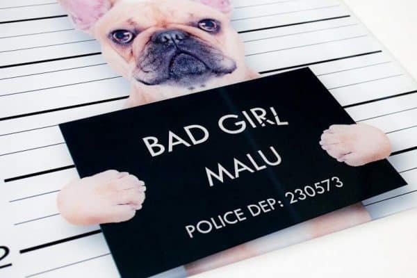 Obraz Bad Girl Franz. Bulldogge sklo 40 x 40 cm