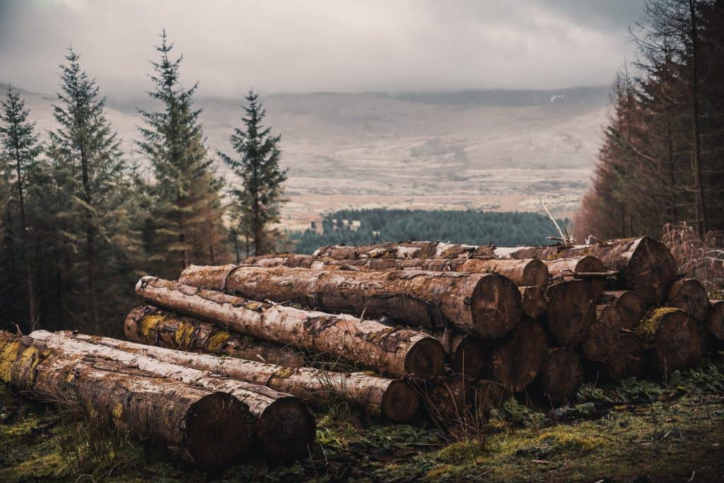 drevene pne, z ktorych sa vyraba nábytok